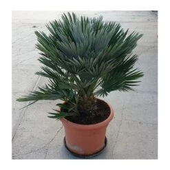 Chamaerops Humilis Vulcano -Suministros De Jardineria Ventas 2024 chamaerops humilis vulcano 3