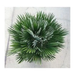 Chamaerops Humilis Vulcano -Suministros De Jardineria Ventas 2024 chamaerops humilis vulcano 4