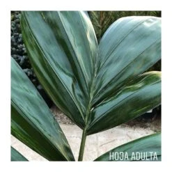 Chambeyronia Macrocarpa -Suministros De Jardineria Ventas 2024 chambeyronia macrocarpa 1 1