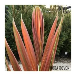 Chambeyronia Macrocarpa -Suministros De Jardineria Ventas 2024 chambeyronia macrocarpa 1 2