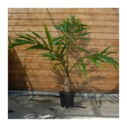 Chambeyronia Macrocarpa -Suministros De Jardineria Ventas 2024 chambeyronia macrocarpa 1 3