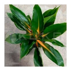 Chlorophytum Green Orange