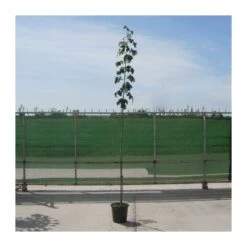 Chopo Boleana Alba -Suministros De Jardineria Ventas 2024 chopo boleana 1