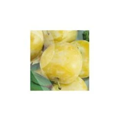 Ciruelo Golden Japan