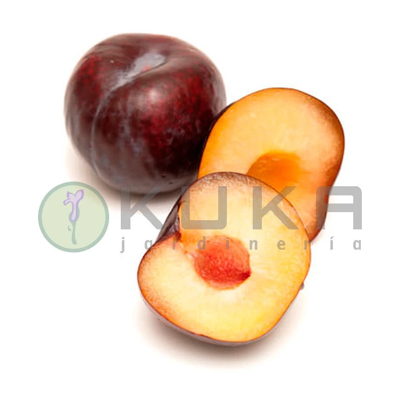 Ciruelo Red Beauty 4 Ciruelo Red Beauty - Imagen 2