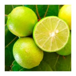 Citrus Aurantifolia 5 Citrus Aurantifolia -Suministros De Jardineria Ventas 2024 citrus aurantifolia 1