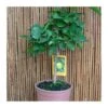 Citrus Aurantifolia 1 Citrus Aurantifolia -Suministros De Jardineria Ventas 2024 citrus aurantifolia