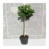 Citrus Aurantium "bouquet De Fleur" 1 Citrus Aurantium "bouquet De Fleur" -Suministros De Jardineria Ventas 2024 citrus aurantium bouquet de fleur