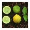 Citrus Hystrix -Suministros De Jardineria Ventas 2024 citrus hystrix