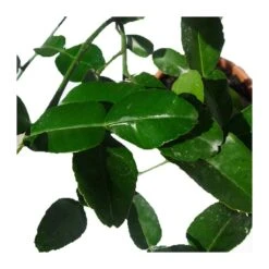 Citrus Hystrix -Suministros De Jardineria Ventas 2024 citrus hystrix 2