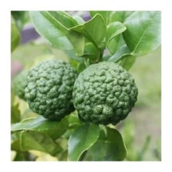 Citrus Hystrix -Suministros De Jardineria Ventas 2024 citrus hystrix 3