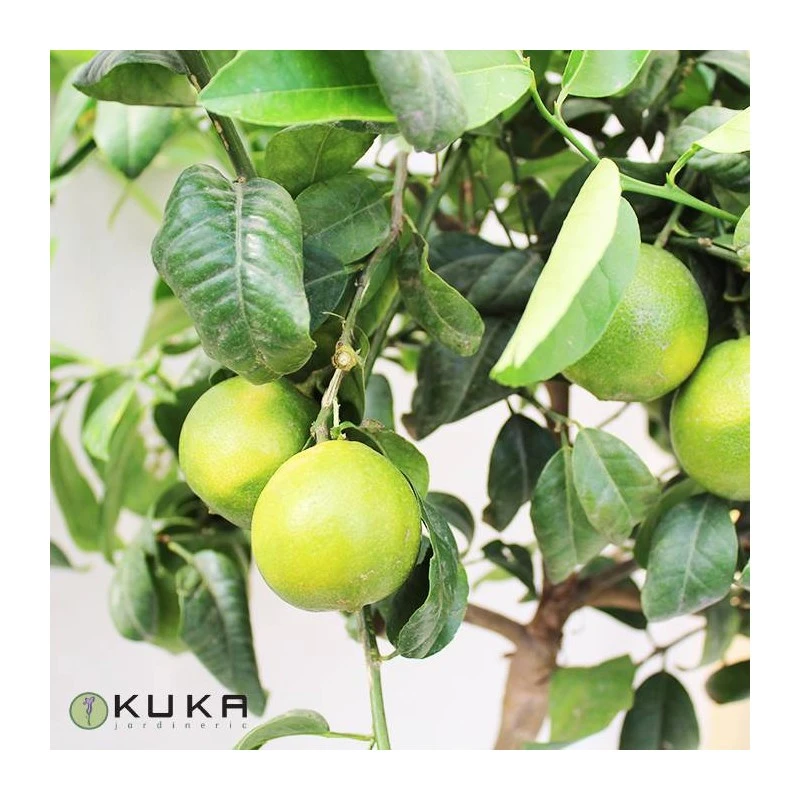 Citrus Limonia Osbeck 4 Citrus Limonia Osbeck - Imagen 2