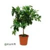 Citrus Limonia Osbeck -Suministros De Jardineria Ventas 2024 citrus limonia osbeck