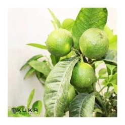 Citrus Limonia Osbeck 9 Citrus Limonia Osbeck -Suministros De Jardineria Ventas 2024 citrus limonia osbeck 2