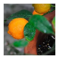 Citrus Limonia Osbeck 10 Citrus Limonia Osbeck -Suministros De Jardineria Ventas 2024 citrus limonia osbeck 3