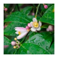 Citrus Limonia Osbeck 11 Citrus Limonia Osbeck -Suministros De Jardineria Ventas 2024 citrus limonia osbeck 4