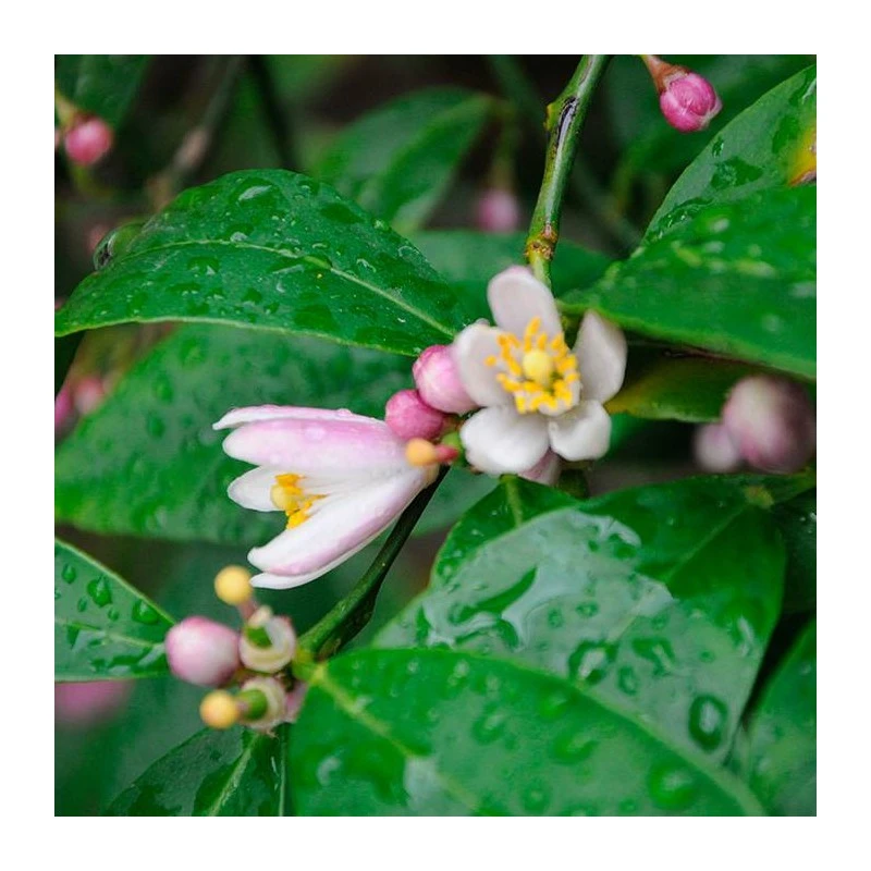 Citrus Limonia Osbeck 7 Citrus Limonia Osbeck - Imagen 5