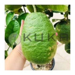 Citrus Medica Cidro 8 Citrus Medica Cidro -Suministros De Jardineria Ventas 2024 citrus medica cidro 1