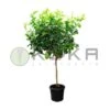 Citrus Medica Cidro -Suministros De Jardineria Ventas 2024 citrus medica cidro