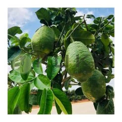 Citrus Medica Cidro 9 Citrus Medica Cidro -Suministros De Jardineria Ventas 2024 citrus medica cidro 2