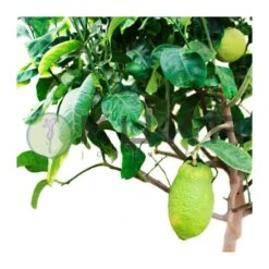 Citrus Medica Cidro 10 Citrus Medica Cidro -Suministros De Jardineria Ventas 2024 citrus medica cidro 3