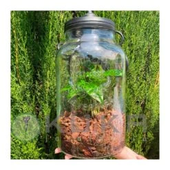 Coffea Arabica Bottle Light