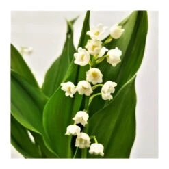 Convallaria Majalis -Suministros De Jardineria Ventas 2024 convallaria majalis 1
