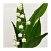 Convallaria Majalis 2 Convallaria Majalis -Suministros De Jardineria Ventas 2024 convallaria majalis