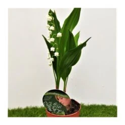 Convallaria Majalis -Suministros De Jardineria Ventas 2024 convallaria majalis 2