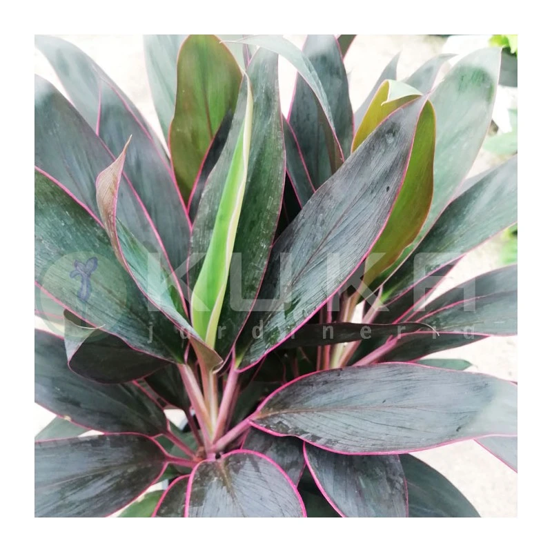 Cordelyne Fructicosa Rumba 4 Cordelyne Fructicosa Rumba - Imagen 2