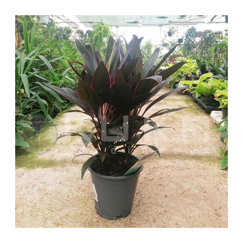 Cordelyne Fructicosa Rumba 3 Cordelyne Fructicosa Rumba