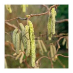 Corylus Avellana 5 Corylus Avellana -Suministros De Jardineria Ventas 2024 corylus avellana 1