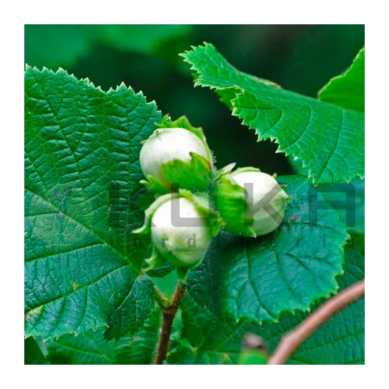 Corylus Avellana 3 Corylus Avellana