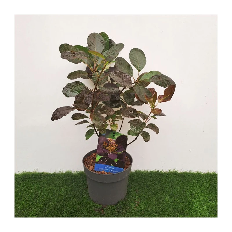 Cotinus Coggygria Royal Purple 4 Cotinus Coggygria Royal Purple - Imagen 2