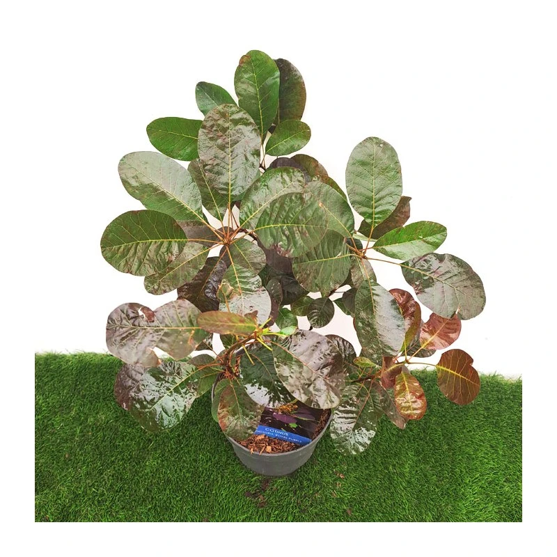 Cotinus Coggygria Royal Purple 3 Cotinus Coggygria Royal Purple