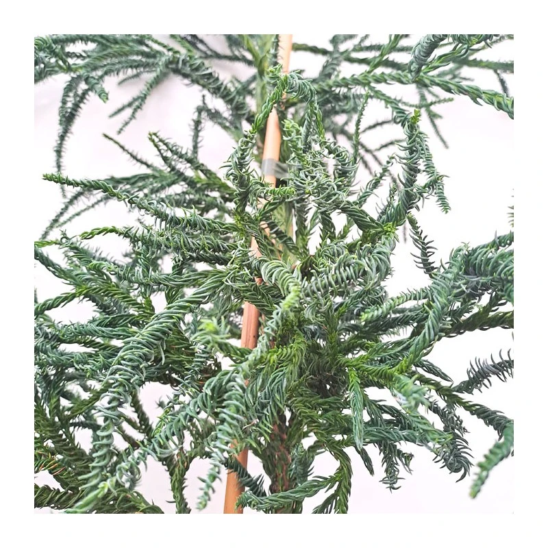 Cryptomeria Japonica Rasen 4 Cryptomeria Japonica Rasen - Imagen 2