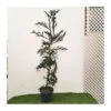 Cryptomeria Japonica Rasen -Suministros De Jardineria Ventas 2024 criptomeria japonica rasen