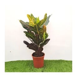 Croton Excellent -Suministros De Jardineria Ventas 2024 croton excellent 1