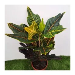 Croton Excellent -Suministros De Jardineria Ventas 2024 croton excellent 2