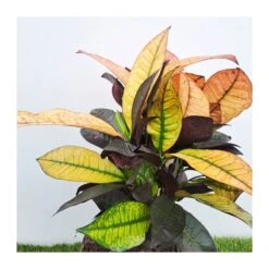 Croton Iceton 5 Croton Iceton -Suministros De Jardineria Ventas 2024 croton iceton 1