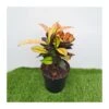 Croton Iceton -Suministros De Jardineria Ventas 2024 croton iceton