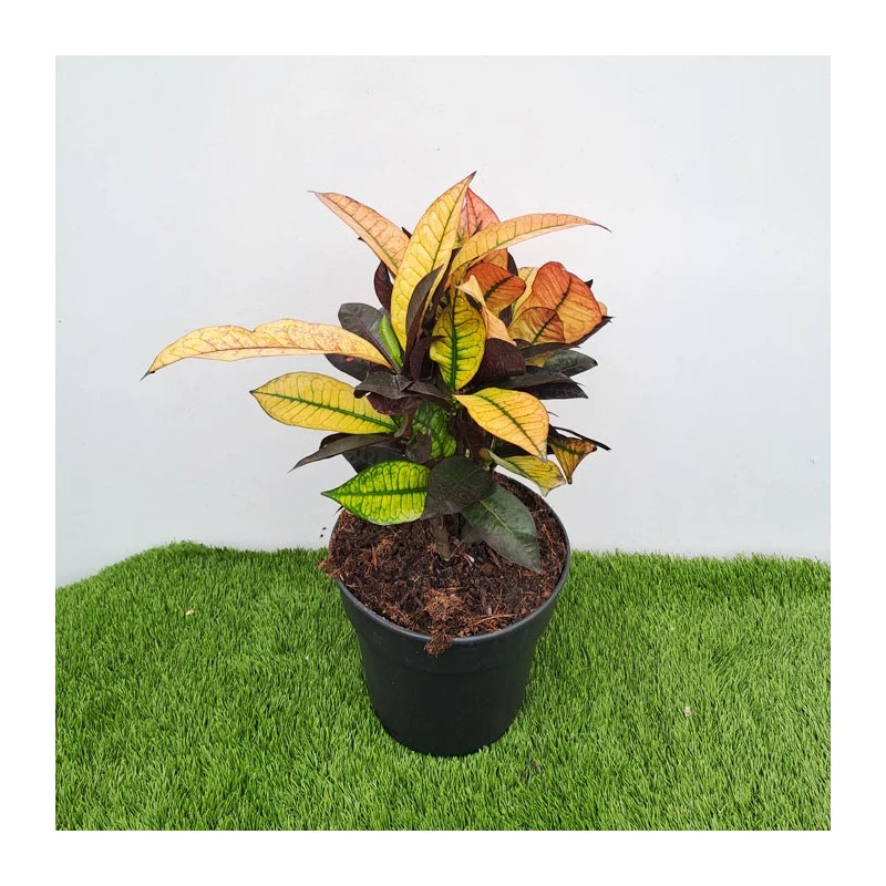 Croton Iceton 3 Croton Iceton