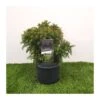 Cryptomeria Monstrosa Nana 2 Cryptomeria Monstrosa Nana -Suministros De Jardineria Ventas 2024 cryptomeria monstrosa nana