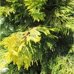 Cupressocyparis Leylandii Gold River -Suministros De Jardineria Ventas 2024 cupressocyparis leylandii gold river 1