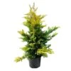 Cupressocyparis Leylandii Gold River 2 Cupressocyparis Leylandii Gold River -Suministros De Jardineria Ventas 2024 cupressocyparis leylandii gold river