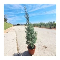 Cupressus Arizonica -Suministros De Jardineria Ventas 2024 cupressus arizonica 1