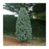 Cupressus Arizonica -Suministros De Jardineria Ventas 2024 cupressus arizonica