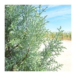 Cupressus Arizonica -Suministros De Jardineria Ventas 2024 cupressus arizonica 2