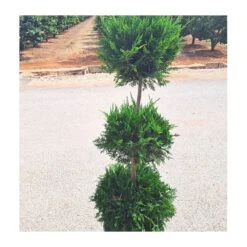 Cupressus Leylandii Aurea -Suministros De Jardineria Ventas 2024 cupressus leylandii 1