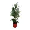 Cupressus Leylandii -Suministros De Jardineria Ventas 2024 cupressus leylandii 2